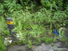 カラスアゲハ？