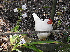浅間大社のニワトリとシャガ、背景に散り終わった桜の花びら